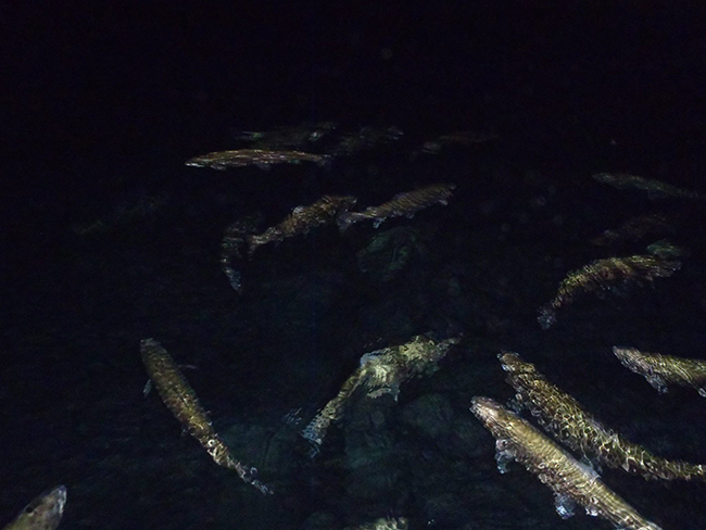 fish in the underground river